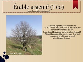 Érable argenté (Téo)(Acer Saccharium Acéracées)
L'érable argenté peut mesurer de
12 à 15 m de haut. On peut le trouver sur le
continent Américain où sur
le continent Européen comme arbre décoratif.
Malgré la ressemblance de nom, il ne faut
pas confondre l'érable argenté
avec l'érable à sucre .
Yannick mornan
 