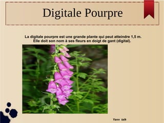 La digitale pourpre est une grande plante qui peut atteindre 1,5 m.
Elle doit son nom à ses fleurs en doigt de gant (digital). 
Yann talk
Digitale Pourpre
 
