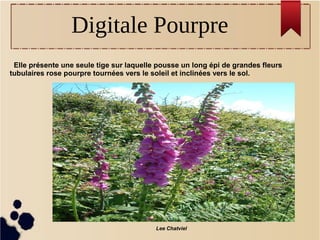 Elle présente une seule tige sur laquelle pousse un long épi de grandes fleurs 
tubulaires rose pourpre tournées vers le soleil et inclinées vers le sol. 
Lee Chatviel
Digitale Pourpre
 
