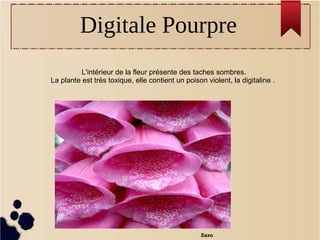 L'intérieur de la fleur présente des taches sombres.
La plante est très toxique, elle contient un poison violent, la digitaline .
Saxo
Digitale Pourpre
 