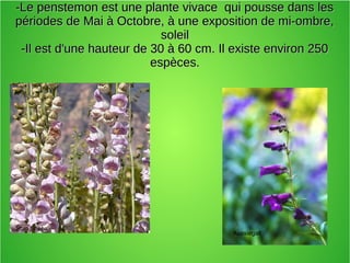-Le penstemon est une plante vivace qui pousse dans les-Le penstemon est une plante vivace qui pousse dans les
périodes de Mai à Octobre, à une exposition de mi-ombre,périodes de Mai à Octobre, à une exposition de mi-ombre,
soleilsoleil
-Il est d'une hauteur de 30 à 60 cm. Il existe environ 250-Il est d'une hauteur de 30 à 60 cm. Il existe environ 250
espèces.espèces.
Stan Shebs
Aussiegall
 