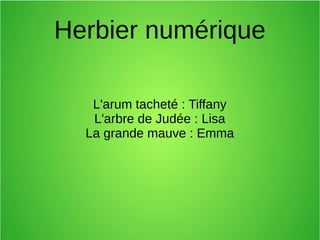 Herbier numérique
L'arum tacheté : Tiffany
L'arbre de Judée : Lisa
La grande mauve : Emma
 
