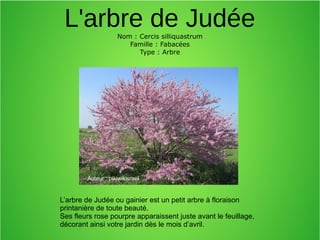L'arbre de JudéeNom : Cercis silliquastrum
Famille : Fabacées
Type : Arbre
L’arbre de Judée ou gainier est un petit arbre à floraison
printanière de toute beauté.
Ses fleurs rose pourpre apparaissent juste avant le feuillage,
décorant ainsi votre jardin dès le mois d’avril.
Auteur : pikiwikisrael
 