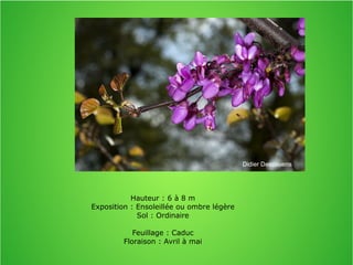 Hauteur : 6 à 8 m
Exposition : Ensoleillée ou ombre légère
Sol : Ordinaire
Feuillage : Caduc
Floraison : Avril à mai
Didier Descouens
 