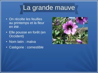La grande mauve
● On récolte les feuilles
au printemps et la fleur
en été .
● Elle pousse en forêt (en
Occident)
● Nom latin : malva
● Catégorie : comestible
Auteur:Jeantosti
 