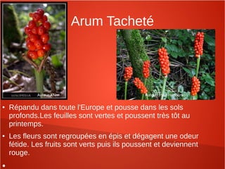 Arum Tacheté
● Répandu dans toute l'Europe et pousse dans les sols
profonds.Les feuilles sont vertes et poussent très tôt au
printemps.
● Les fleurs sont regroupées en épis et dégagent une odeur
fétide. Les fruits sont verts puis ils poussent et deviennent
rouge.
●
Auteur:XN Auteur :Paul Henderson
 