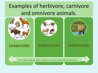Herbivore, carnivore and omnivore animals