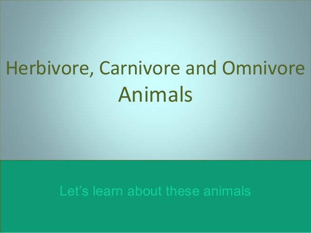 is a mouse a carnivore herbivore or omnivore
