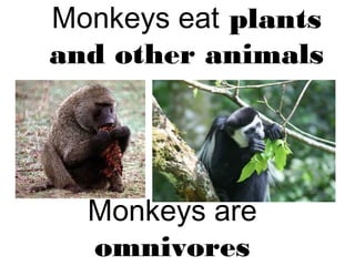 Herbivores, carnivores and omnivores | PPT