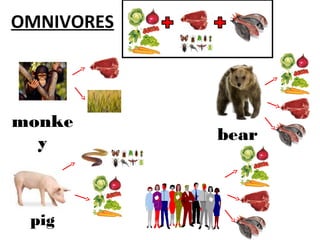 Herbivores, carnivores and omnivores | PPT