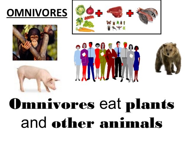 What are the names of animals that are omnivores?