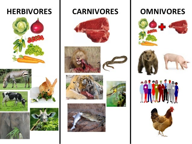 Resultado de imagen de herbivores carnivores omnivores