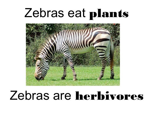 Herbivores, carnivores and omnivores