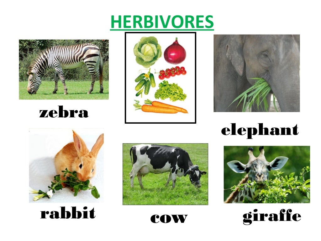 Herbivores, carnivores and omnivores
