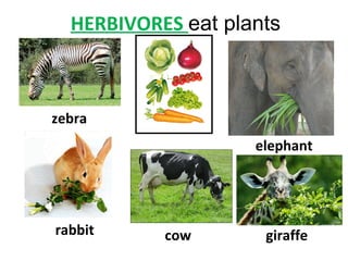 HERBIVORES eat plants
zebra
rabbit cow
elephant
giraffe
 