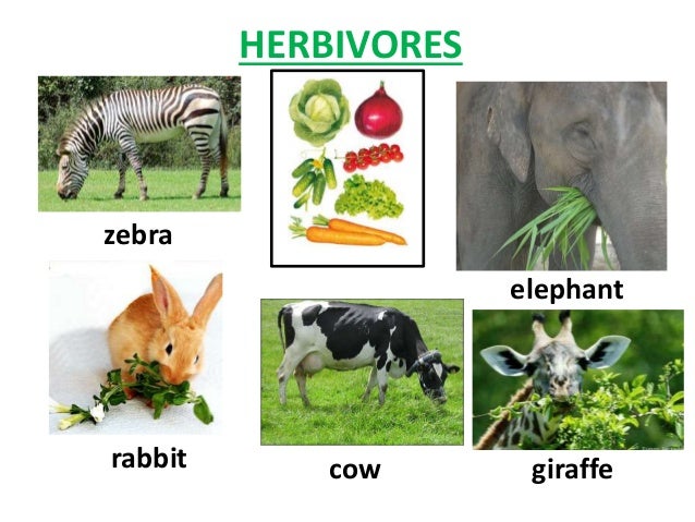 Herbivores,carnivores and omnivores