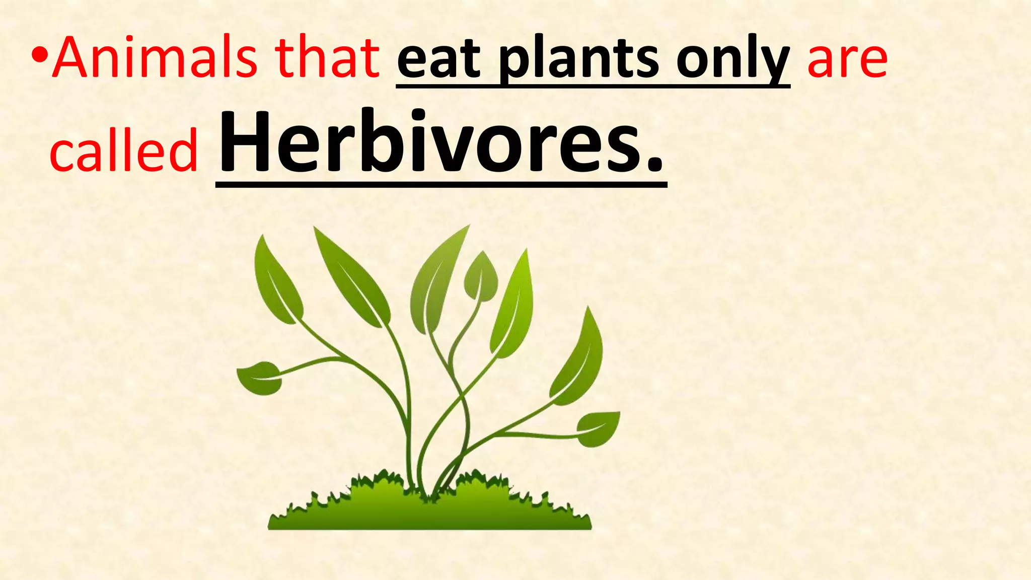 Herbivores, carnivores and omnivores PPT