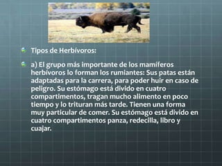 Tipos de Herbívoros:
a) El grupo más importante de los mamíferos
herbívoros lo forman los rumiantes: Sus patas están
adaptadas para la carrera, para poder huir en caso de
peligro. Su estómago está divido en cuatro
compartimentos, tragan mucho alimento en poco
tiempo y lo trituran más tarde. Tienen una forma
muy particular de comer. Su estómago está divido en
cuatro compartimentos panza, redecilla, libro y
cuajar.
 