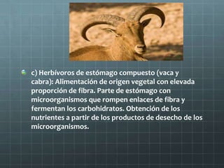 c) Herbívoros de estómago compuesto (vaca y
cabra): Alimentación de origen vegetal con elevada
proporción de fibra. Parte de estómago con
microorganismos que rompen enlaces de fibra y
fermentan los carbohidratos. Obtención de los
nutrientes a partir de los productos de desecho de los
microorganismos.
 