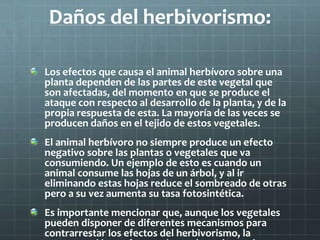 Daños del herbivorismo:

Los efectos que causa el animal herbívoro sobre una
planta dependen de las partes de este vegetal que
son afectadas, del momento en que se produce el
ataque con respecto al desarrollo de la planta, y de la
propia respuesta de esta. La mayoría de las veces se
producen daños en el tejido de estos vegetales.
El animal herbívoro no siempre produce un efecto
negativo sobre las plantas o vegetales que va
consumiendo. Un ejemplo de esto es cuando un
animal consume las hojas de un árbol, y al ir
eliminando estas hojas reduce el sombreado de otras
pero a su vez aumenta su tasa fotosintética.
Es importante mencionar que, aunque los vegetales
pueden disponer de diferentes mecanismos para
contrarrestar los efectos del herbivorismo, la
 