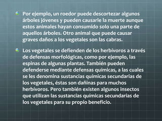 Por ejemplo, un roedor puede descortezar algunos
árboles jóvenes y pueden causarle la muerte aunque
estos animales hayan consumido solo una parte de
aquellos árboles. Otro animal que puede causar
graves daños a los vegetales son las cabras.

Los vegetales se defienden de los herbívoros a través
de defensas morfológicas, como por ejemplo, las
espinas de algunas plantas. También pueden
defenderse mediante defensas químicas, a las cuales
se les denomina sustancias químicas secundarias de
los vegetales, éstas son dañinas para muchos
herbívoros. Pero también existen algunos insectos
que utilizan las sustancias químicas secundarias de
los vegetales para su propio beneficio.
 