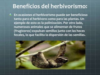 Beneficios del herbivorismo:
En ocasiones el herbivorismo puede ser beneficioso
tanto para el herbívoro como para las plantas. Un
ejemplo de esto es la polinización. Por otro lado,
numerosos animales que se alimentan de frutos
(frugívoros) expulsan semillas junto con las heces
fecales, lo que facilita la dispersión de las semillas.
 