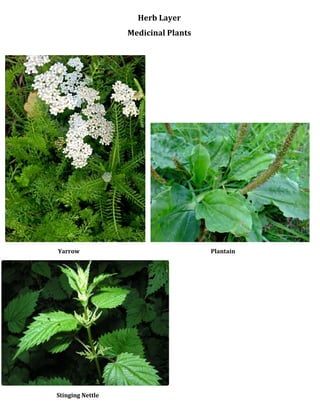 Herb Layer
Medicinal Plants
Yarrow Plantain
Stinging Nettle
 