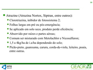 Atrazine (Atrazina Nortox, Siptran, entre outros):
Clorotriazina, inibidor de fotossistema 2;
Folhas largas em pré ou pós-emergência;
Se aplicado em solo seco, produto perde eficiência;
Absorvido por raízes e partes aéreas;
Comum ser misturado com Metolachlor e Nicosulfuron;
1,5 a 4kg/ha de i.a/ha dependendo do solo;
Picão-preto, guanxuma, caruru, corda-de-viola, leiteiro, poaia,
entre outras.
10
 