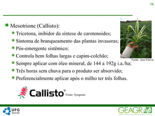 Mesotrione (Callisto):
Tricetona, inibidor da síntese de carotenoides;
Sintoma de branqueamento das plantas invasoras;
Pós-emergente sistêmico;
Controla bem folhas largas e capim-colchão;
Sempre aplicar com óleo mineral, de 144 a 192g i.a./ha;
Três horas sem chuva para o produto ser absorvido;
Preferencialmente aplicar após o milho ter três folhas.
16
Fonte: Syngenta
Fonte: Ana Flávia
 