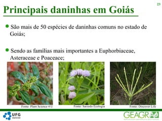 São mais de 50 espécies de daninhas comuns no estado de
Goiás;
Sendo as famílias mais importantes a Euphorbiaceae,
Asteraceae e Poaceace;
Principais daninhas em Goiás
23
Fonte: Plant Science 4 U Fonte: Sarzedo Ecologia Fonte: Discover Life
 