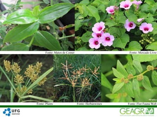 26
Fonte: Matos de Comer
Fonte: Plants Fonte: Herbanwmex Fonte: Flor Fauna Web
Fonte: Mercado Livre
 