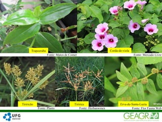 27
Fonte: Matos de Comer
Fonte: Plants Fonte: Herbanwmex Fonte: Flor Fauna Web
Fonte: Mercado Livre
Trapoeraba Corda-de-viola
Tiriricão Tiririca Erva-de-Santa-Luzia
 