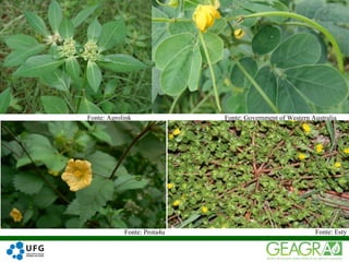28
Fonte: Agrolink
Fonte: Prota4u
Fonte: Government of Western Australia
Fonte: Esty
 