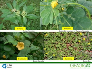 29
Fonte: Agrolink
Fonte: Prota4u Fonte: Esty
Fonte: Government of Western Australia
Leiteiro Fedegoso
BeldroegaGuanxuma
 