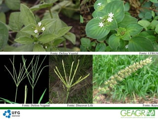 30
Fonte: Defesa Vegetal Fonte: UFRGS
Fonte: KeysFonte: Defesa Vegetal Fonte: Discover Life
 