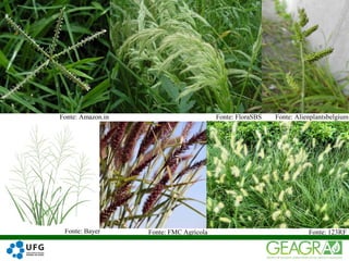 32
Fonte: Amazon.in Fonte: FloraSBS
Fonte: 123RFFonte: Bayer Fonte: FMC Agrícola
Fonte: Alienplantsbelgium
 