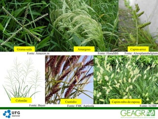 33
Fonte: Amazon.in Fonte: FloraSBS
Fonte: 123RFFonte: Bayer Fonte: FMC Agrícola
Fonte: Alienplantsbelgium
Grama-seda Amargoso Capim-arroz
CustódioColonião Capim-rabo-de-raposa
 
