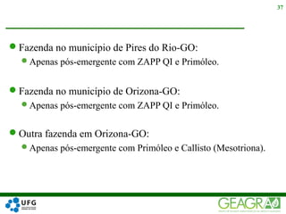 Fazenda no município de Pires do Rio-GO:
Apenas pós-emergente com ZAPP QI e Primóleo.
Fazenda no município de Orizona-GO:
Apenas pós-emergente com ZAPP QI e Primóleo.
Outra fazenda em Orizona-GO:
Apenas pós-emergente com Primóleo e Callisto (Mesotriona).
37
 