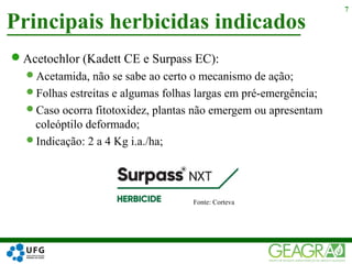 Acetochlor (Kadett CE e Surpass EC):
Acetamida, não se sabe ao certo o mecanismo de ação;
Folhas estreitas e algumas folhas largas em pré-emergência;
Caso ocorra fitotoxidez, plantas não emergem ou apresentam
coleóptilo deformado;
Indicação: 2 a 4 Kg i.a./ha;
Principais herbicidas indicados
7
Fonte: Corteva
 