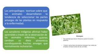 Los antropólogos teorizan sobre que
los animales desarrollaron la
tendencia de seleccionar las partes
amargas de las plantas en respuesta
a la enfermedad.
Los sanadores indígenas afirman haber
aprendido a través de la observación de
cambian su
los animales enfermos,
dieta
quienes
alimenticia
mordisqueando hierbas amargas que
normalmente rechazarían.
 