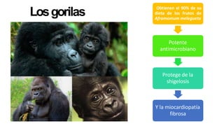 Losgorilas
Obtienen el 90% de su
dieta de los frutos de
Aframomum melegueta
Potente
antimicrobiano
Protege de la
shigelosis
Y la miocardiopatía
fibrosa
 