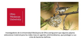Investigadores de la Universidad Wesleyana de Ohio averiguaron que algunos pájaros
seleccionan material para los nidos ricos en agentes antimicrobianos, que protegen a sus
crías de bacterias dañinas.
 
