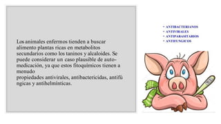 Los animales enfermos tienden a buscar
alimento plantas ricas en metabolitos
secundarios como los taninos y alcaloides. Se
puede considerar un caso plausible de auto-
medicación, ya que estos fitoquímicos tienen a
menudo
propiedades antivirales, antibactericidas, antifú
ngicas y antihelmínticas.
 