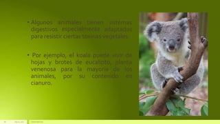 July22, 2012 Footertext here
18
animales tienen
• Algunos
digestivos
sistemas
adaptados
especialmente
para resistir ciertas toxinas vegetales.
• Por ejemplo, el koala puede vivir de
hojas y brotes de eucalipto, planta
para la mayoría de los
por su contenido en
venenosa
animales,
cianuro.
 