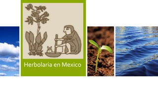 Herbolaria en Mexico
 