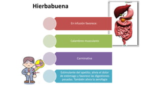 Hierbabuena
En infusión favorece:
Calambres musculares
Carminativa
Estimulante del apetito; alivia el dolor
de estómago y favorece las digestiones
pesadas. También alivia la aerofagia
 
