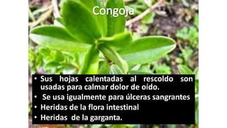 • Sus hojas calentadas al rescoldo son
usadas para calmar dolor de oído.
• Se usa igualmente para úlceras sangrantes
• Heridas de la flora intestinal
• Heridas de la garganta.
 