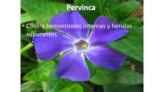 • Contra hemorroides internas y heridas
supurantes.
 