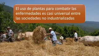 El uso de plantas para combatir las
enfermedades es casi universal entre
las sociedades no industrializadas
 