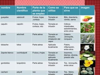 cuadro
nombre Nombre
científico
Parte de la
planta que
se emplea
Como se
utiliza
Para que se
sirve
imagen
guayaba xalxócotl Frutos, hojas
,corteza
Tomada en
infusión
Bilis, disentería,
vómito, sarna
capulín capolín Frutos, hojas ,
corteza, raíz
Tomada en
infusión
Cólicos
intestinales,
estreñimientos,
entre otros
poleo atóchietl Parte aérea Tomada en
infusión,
inhalación del
vapor
Catarro
,bronquitis,
ronquera
toloache toloa Parte aérea Aplicada
localmente
Fiebre,
inflamación,
entre otros
Zapote blanco cochitzápotl Frutos y hojas Tomada en
infusión,
aplicada
localmente
Insomnio,
diarrea, úlceras,
presión alta
gordolobo tzopotónic Parte aérea Tomada en
infusión
Tos , bronquitis,
entre otros
cachani péyotl raiz Tomada en
infusión
Tos , fiebre,
esterilidad
 